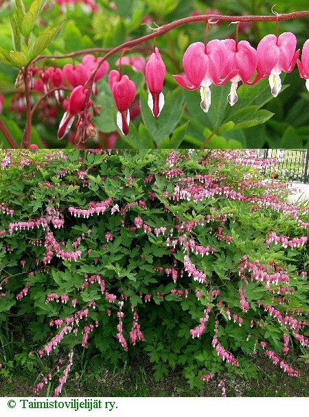  Lamprocapnos spectabilis 